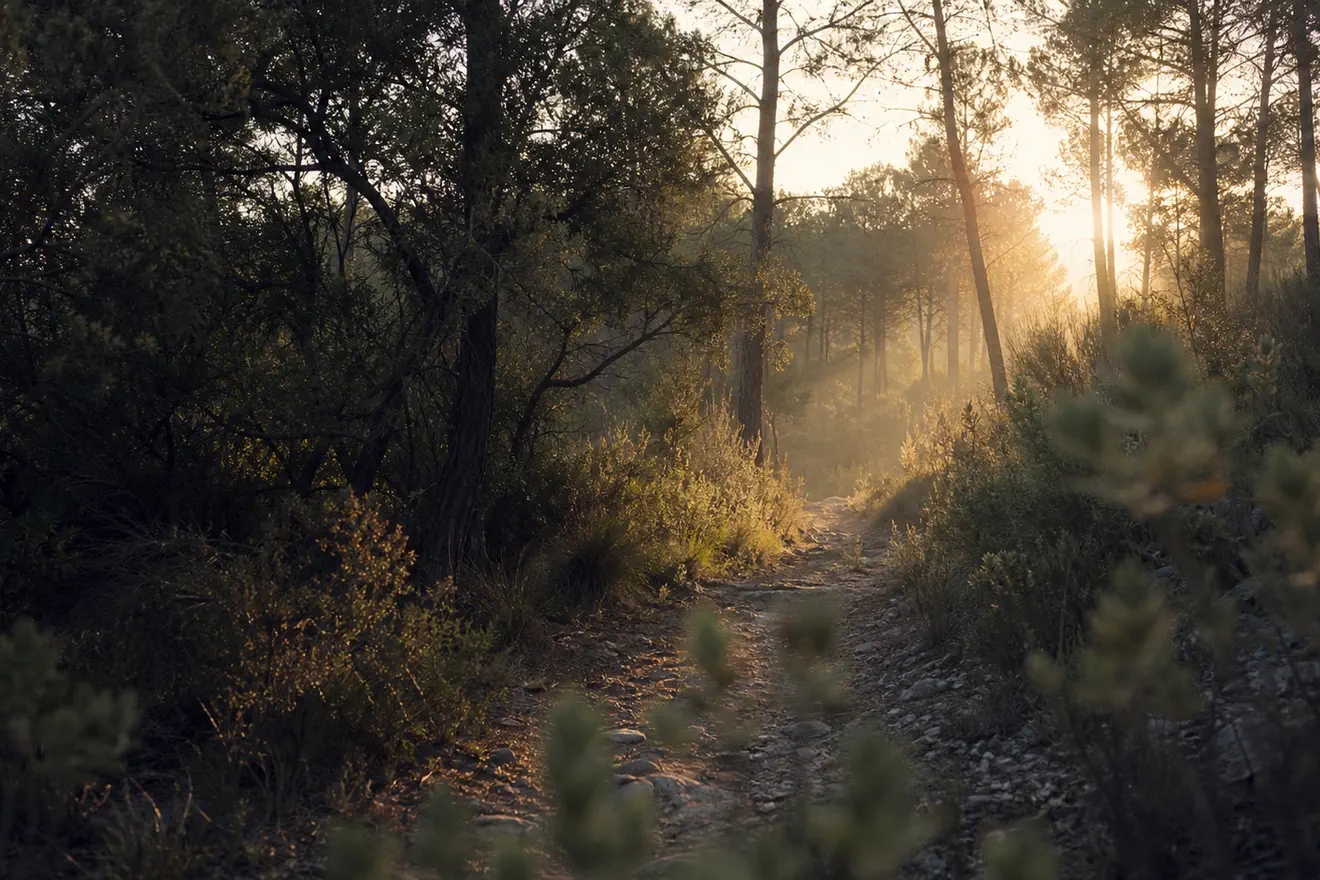 Sendero tranquilo en un bosque mediterráneo iluminado por la luz cálida del amanecer.