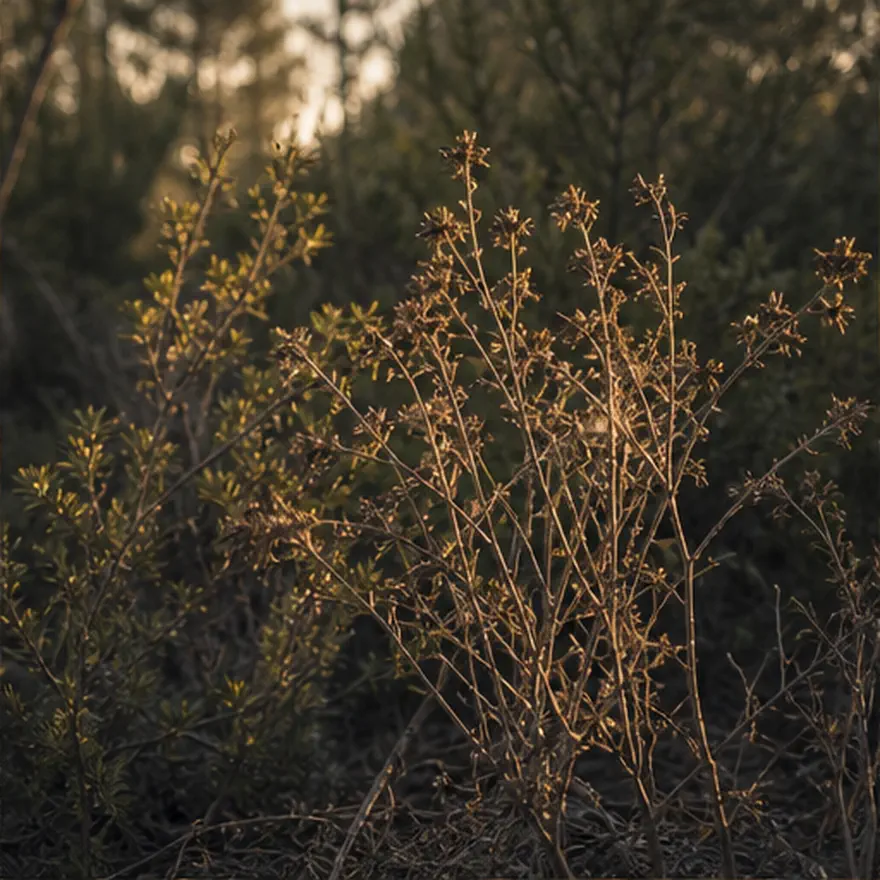Detalle de tallos y hojas secas entre vegetación verde en un bosque mediterráneo.