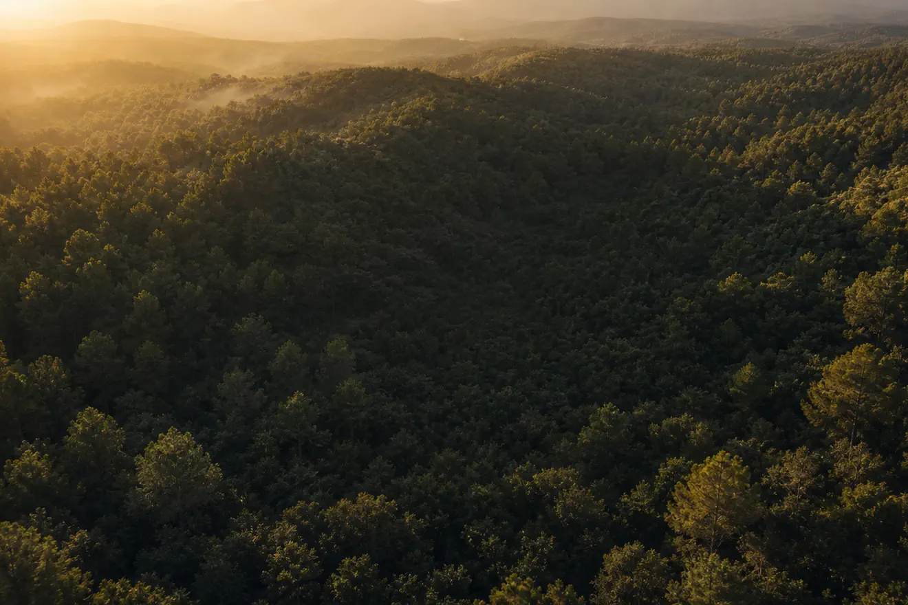 Bosque ficticio visto desde el aire con una red conceptual de puntos de observación.